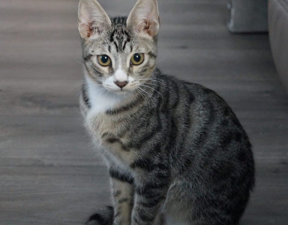 Prinz (Foto: Adam Neef)