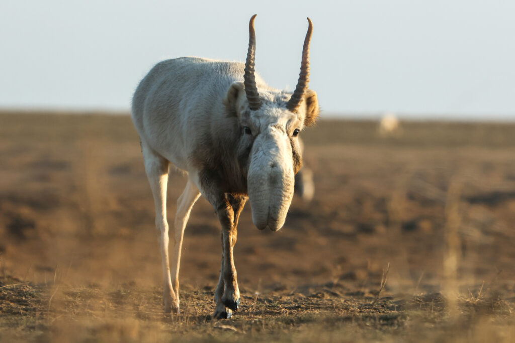 Ein Saigabulle in der Eurasischen Steppe. Besonderes Merkmal - eine Riesennase
(Foto: ZDF und Sam Lewis)