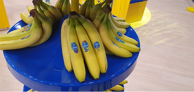 Chiquita-Bananen

(Foto: Volker Neef)