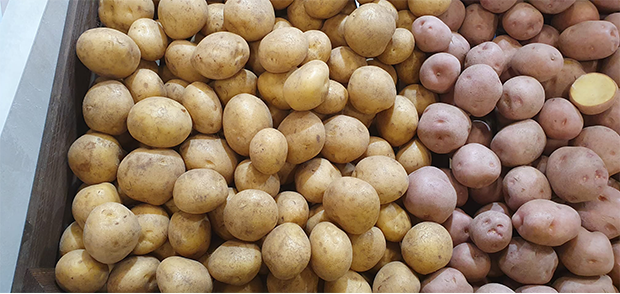 Kartoffeln aus Ägypten 

(Foto: Volker Neef)